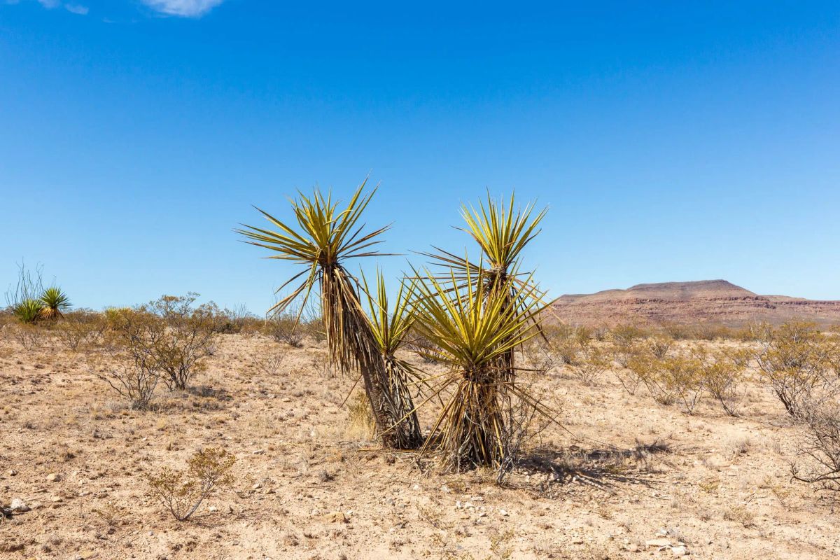 Decorative background for Sunrise Ranches Phase III Tract 129 image 19