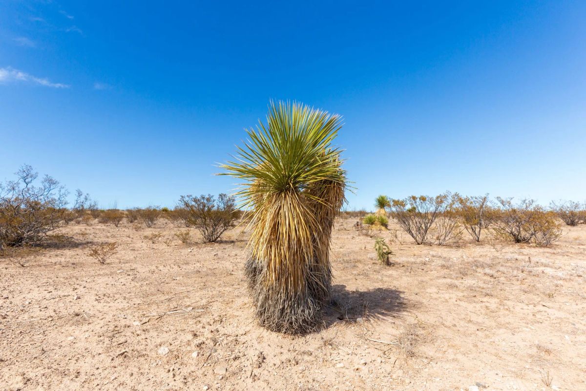Decorative background for Sunrise Ranches Phase III Tract 129 image 21