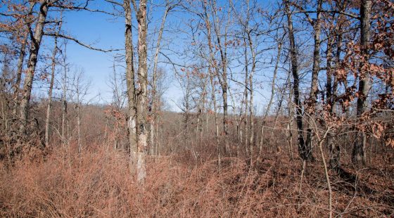 Buffalo Hills Tract 21 in Dallas County, MO