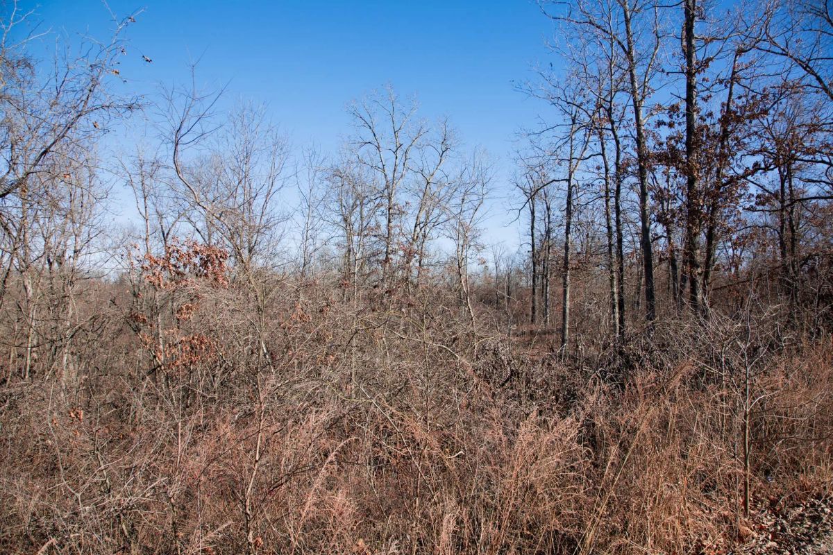 Decorative background for Buffalo Hills Tract 21 image 7