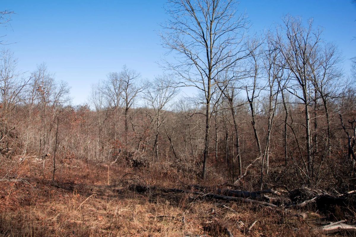 Decorative background for Buffalo Hills Tract 21 image 11