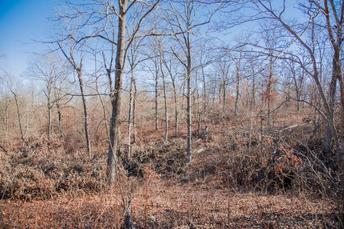 Decorative background for Buffalo Hills Tract 21 image 12