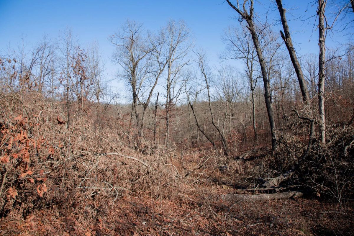 Decorative background for Buffalo Hills Tract 21 image 13