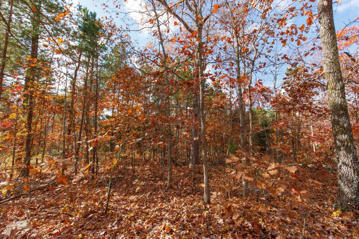 Decorative background for Hawkcrest Tract 40 image 5