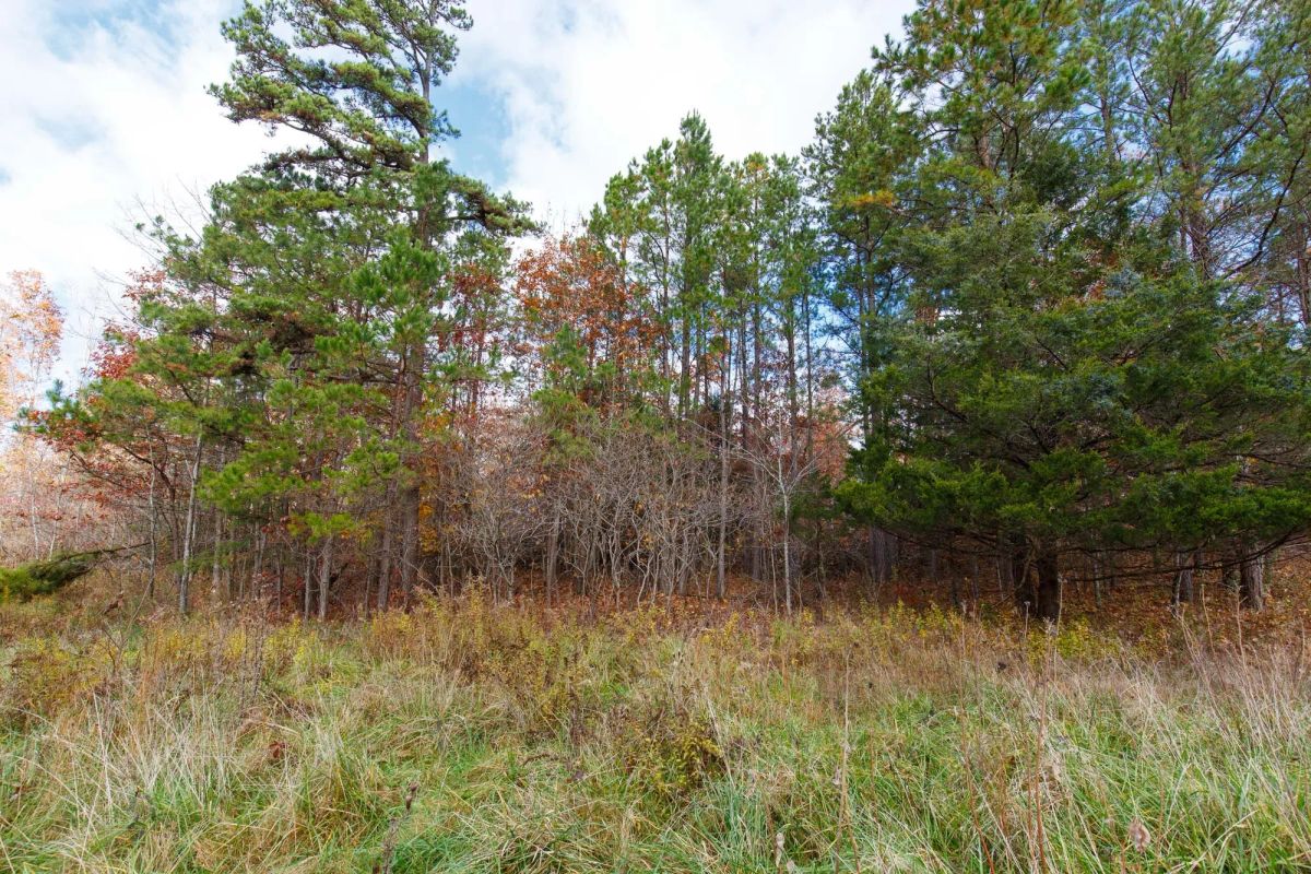 Decorative background for Hawkcrest Tract 40 image 7