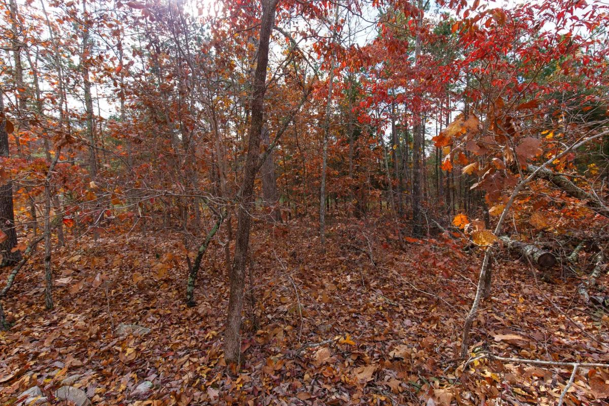 Decorative background for Hawkcrest Tract 40 image 9