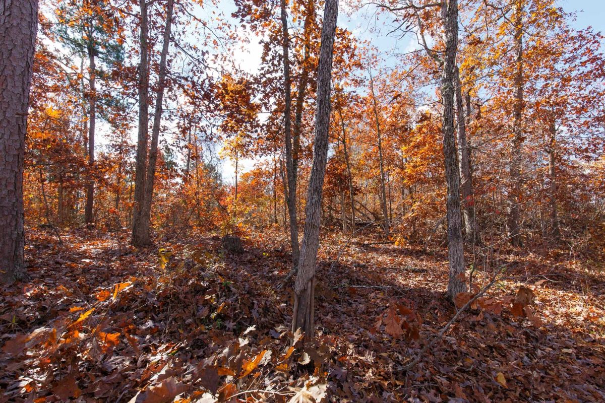Decorative background for Hawkcrest Tract 40 image 11