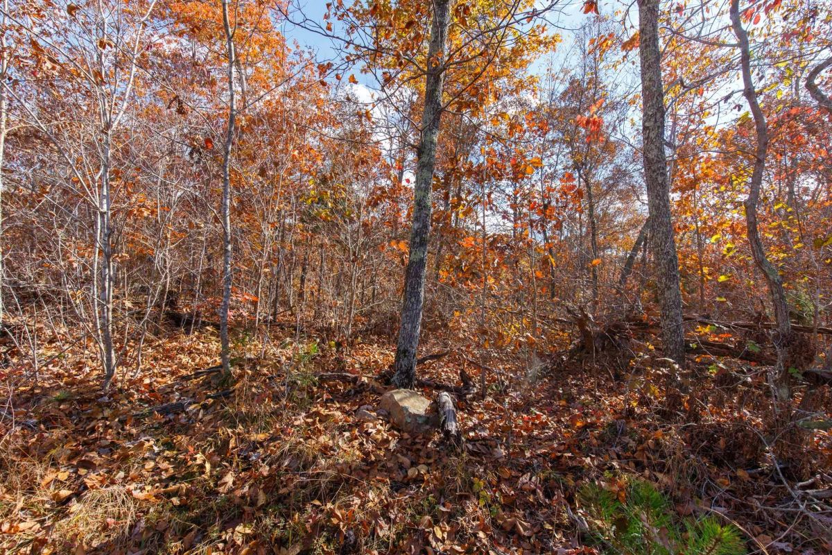 Decorative background for Hawkcrest Tract 40 image 13