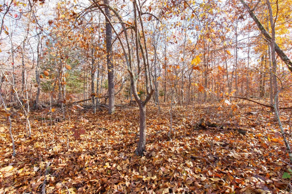 Decorative background for Hawkcrest Tract 40 image 14