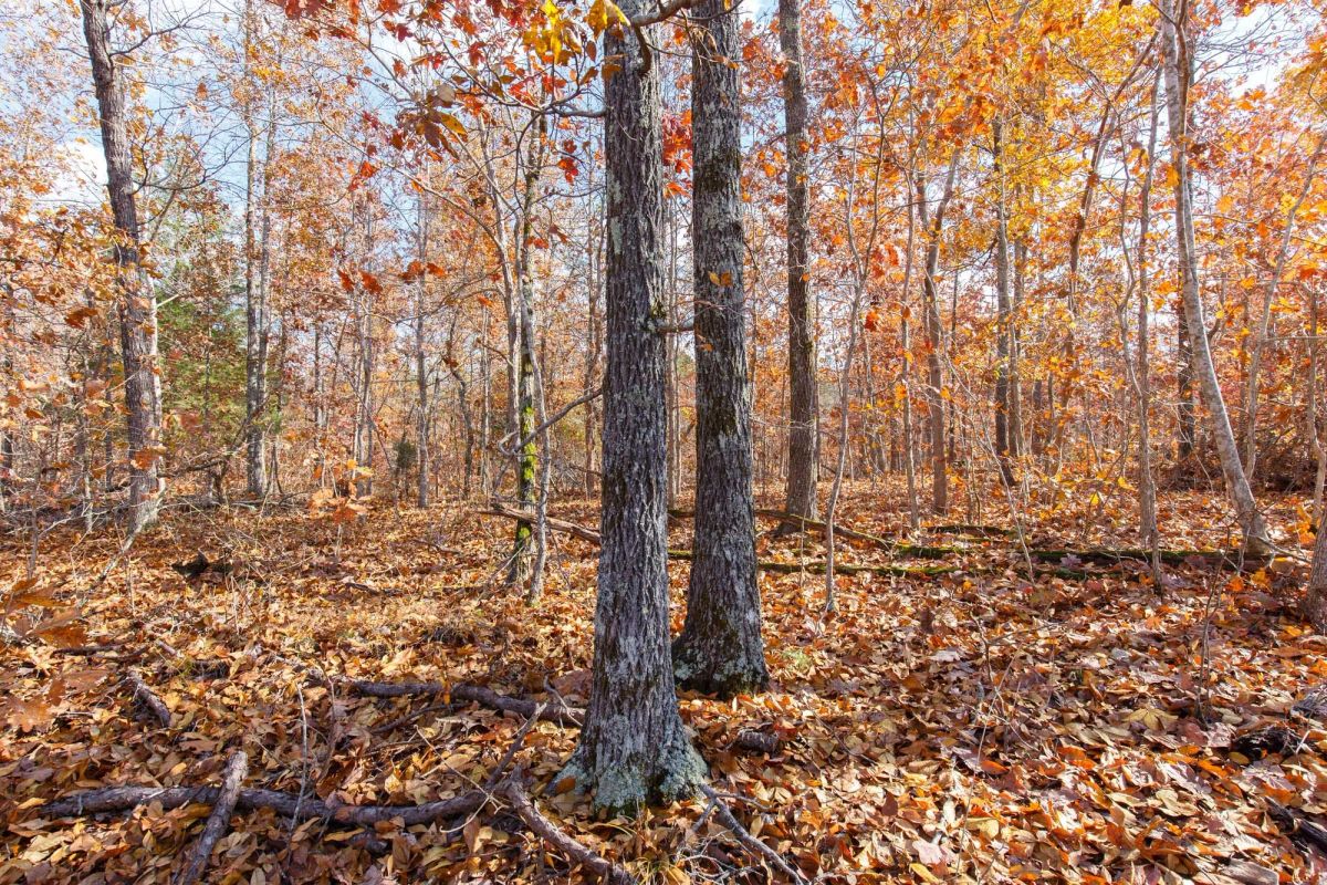 Decorative background for Hawkcrest Tract 40 image 16