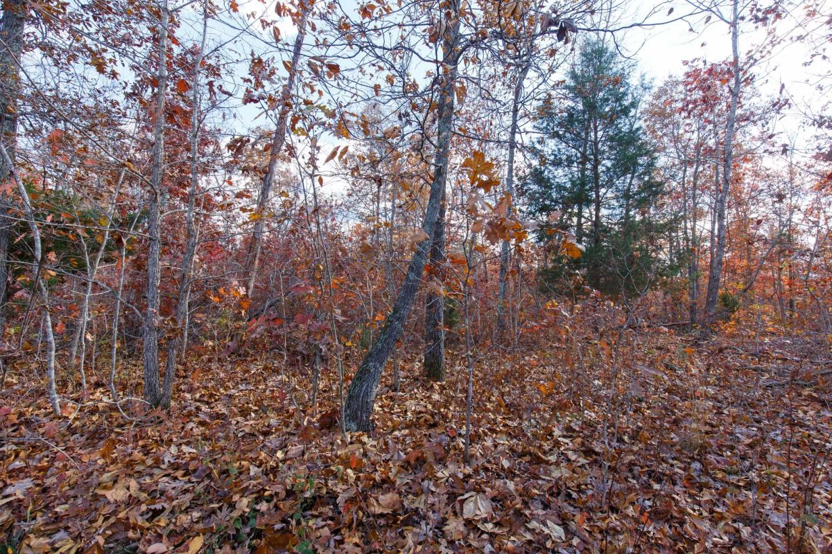 Decorative background for Hawkcrest Tract 40 image 17