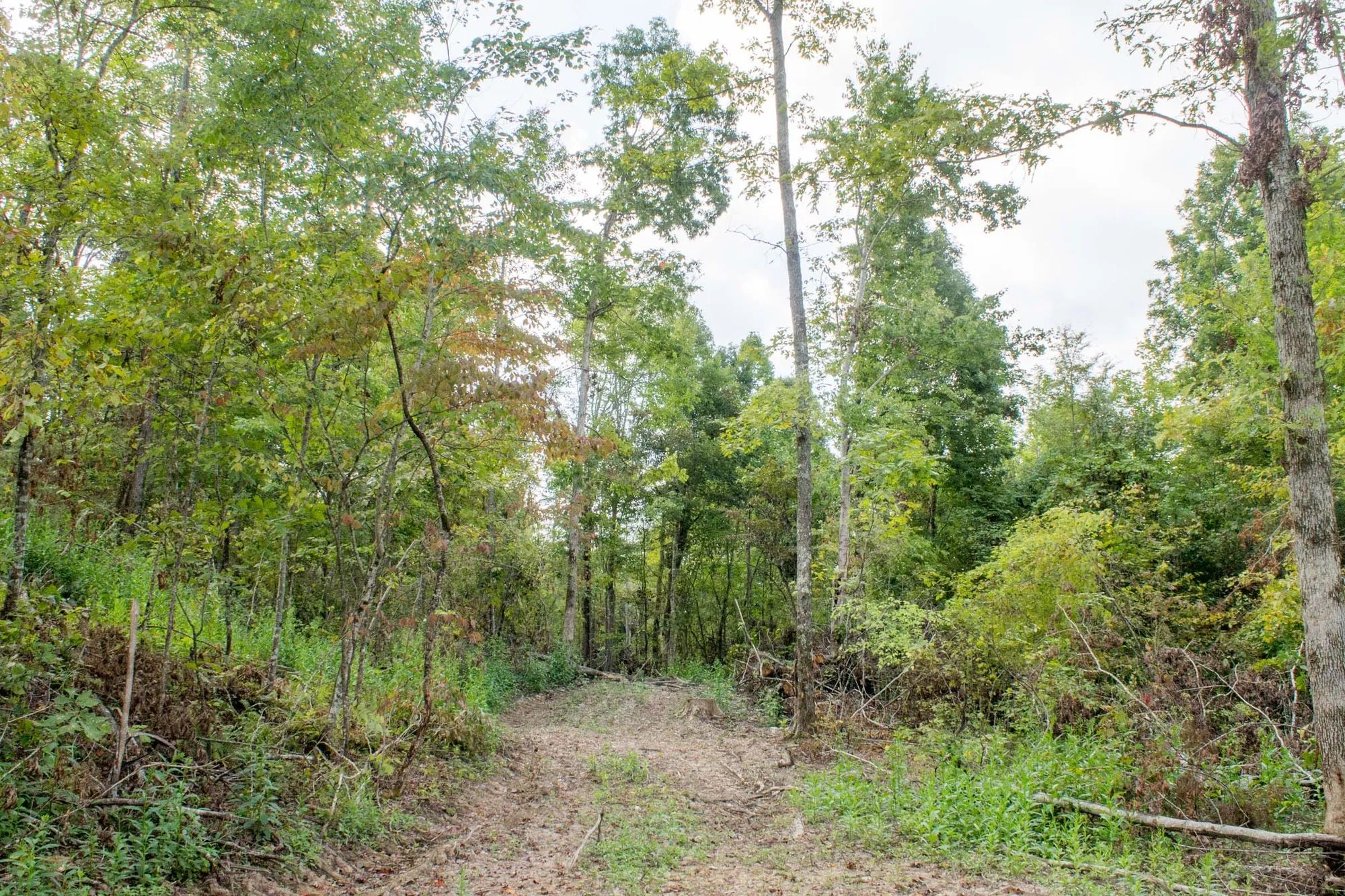 Buck Run Ridge Tract 16 in Wayne County, KY