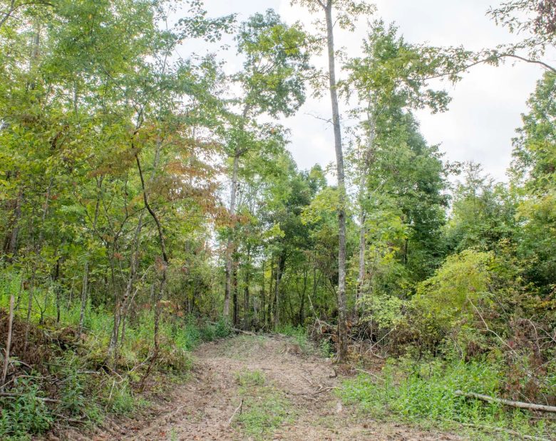 Buck Run Ridge Tract 16 in Wayne County, KY