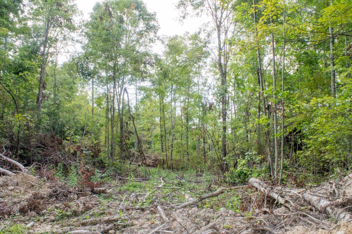 Buck Run Ridge Tract 16 - Image 4