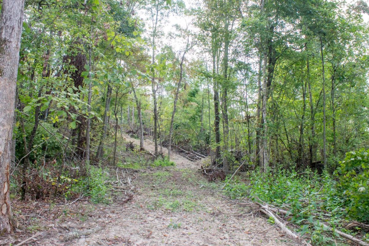 Decorative background for Buck Run Ridge Tract 16 image 5