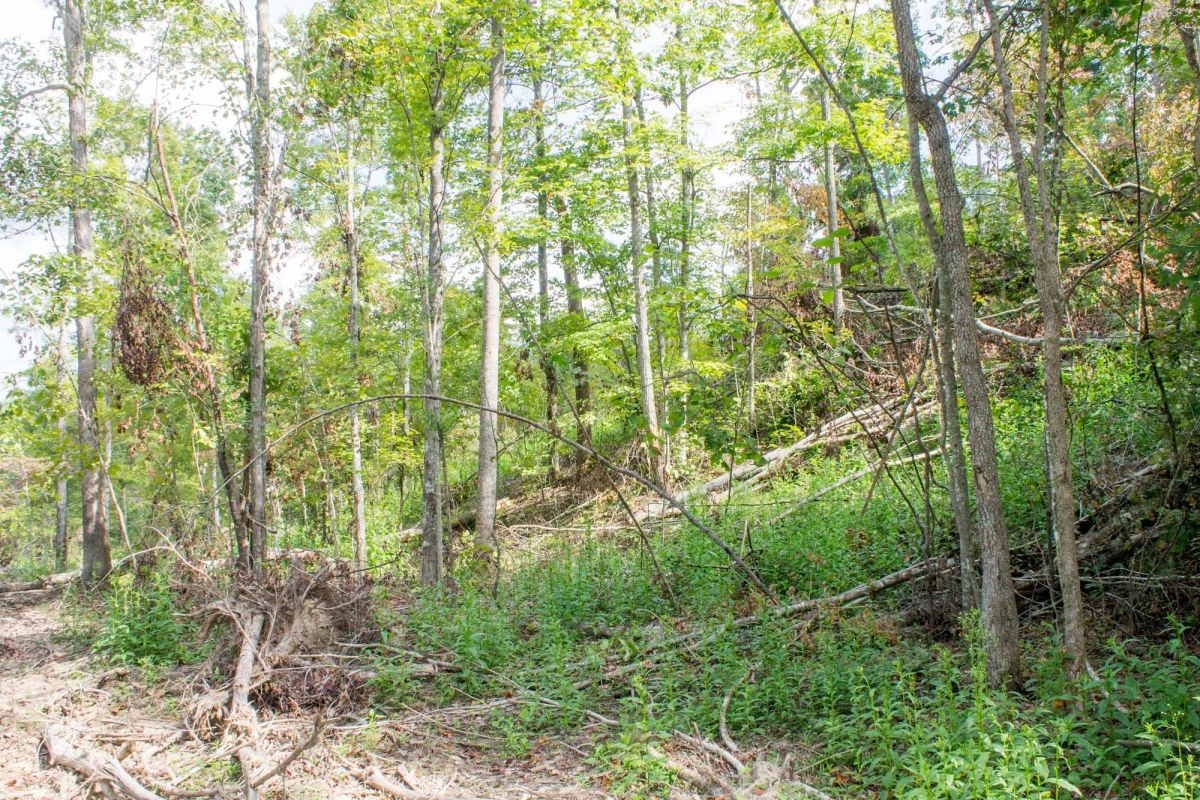 Decorative background for Buck Run Ridge Tract 16 image 6