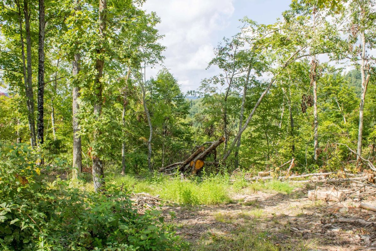 Decorative background for Buck Run Ridge Tract 16 image 9
