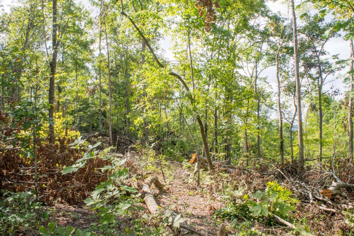 Decorative background for Buck Run Ridge Tract 16 image 10