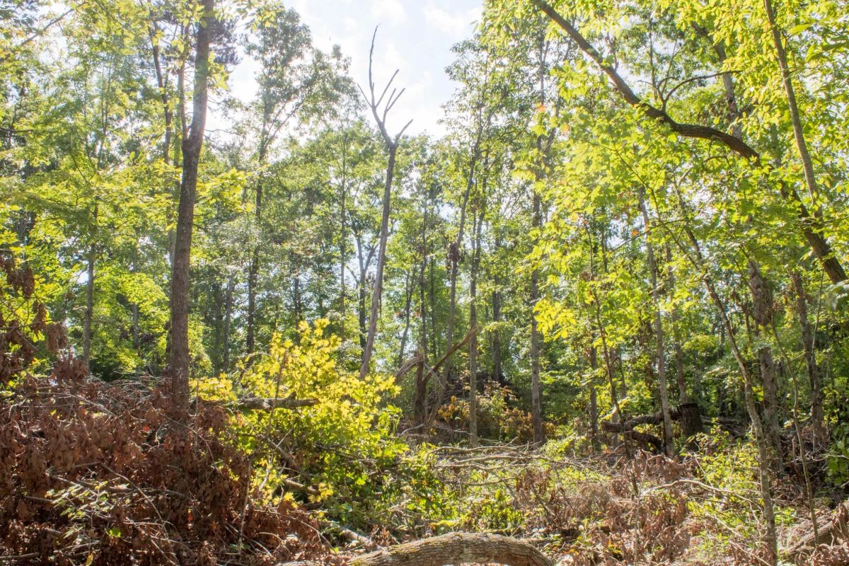 Decorative background for Buck Run Ridge Tract 16 image 12