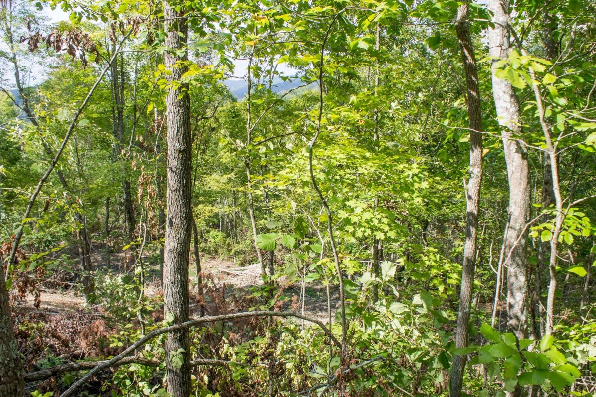 Decorative background for Buck Run Ridge Tract 16 image 13