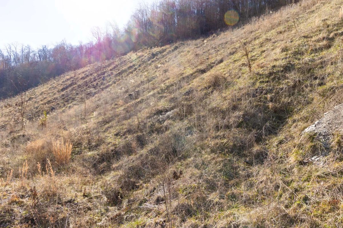 Decorative background for Jade Pass Tract 7 image 13