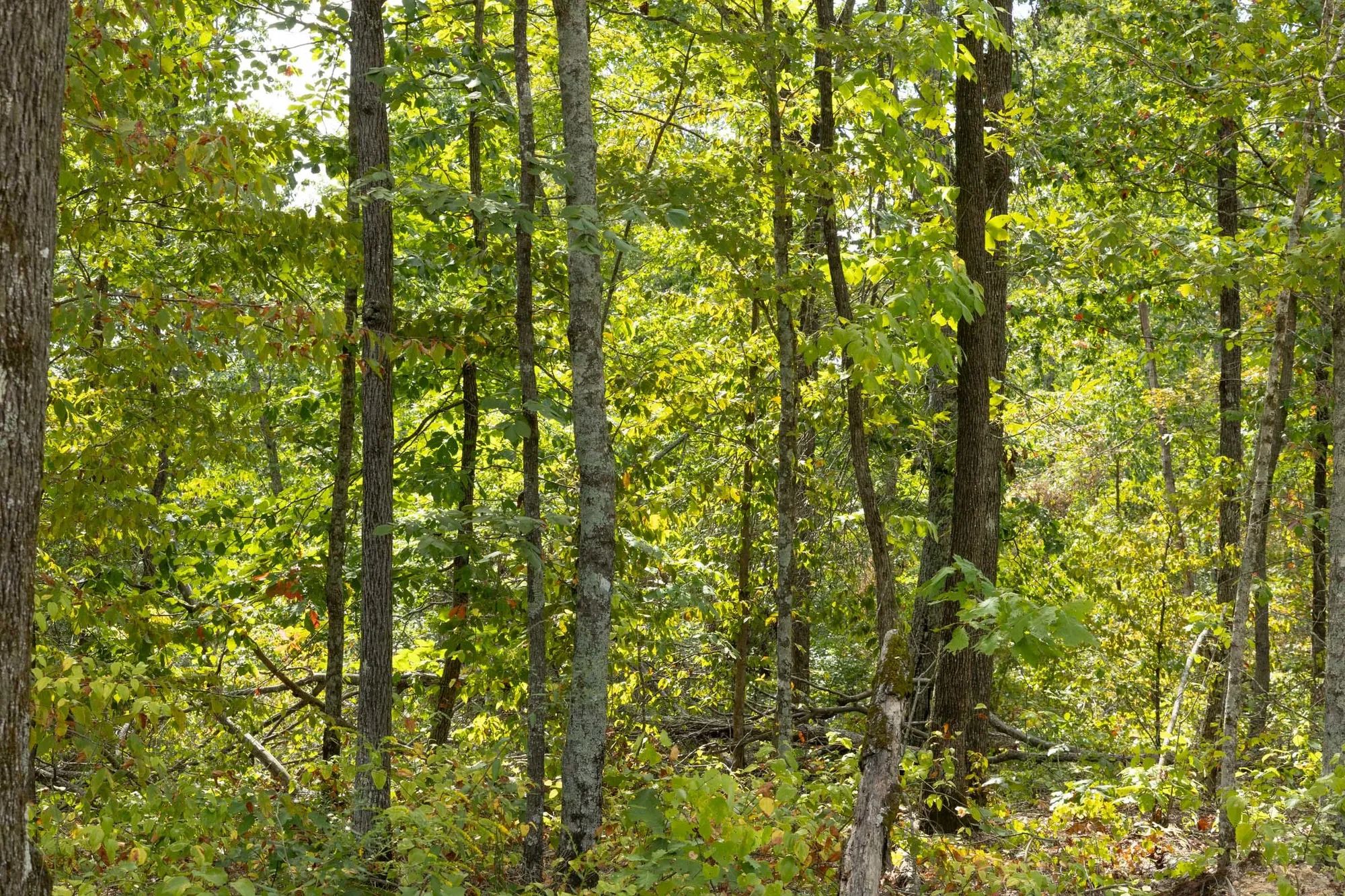 Big White Oak Tract 71 in Perry County, TN