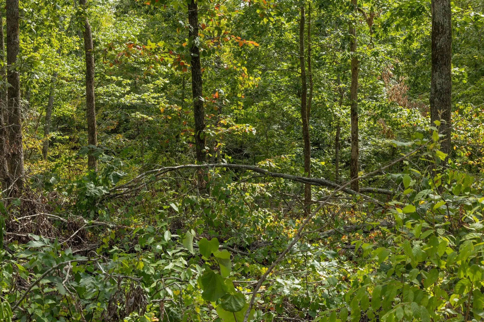 Big White Oak Tract 71 in Perry County, TN