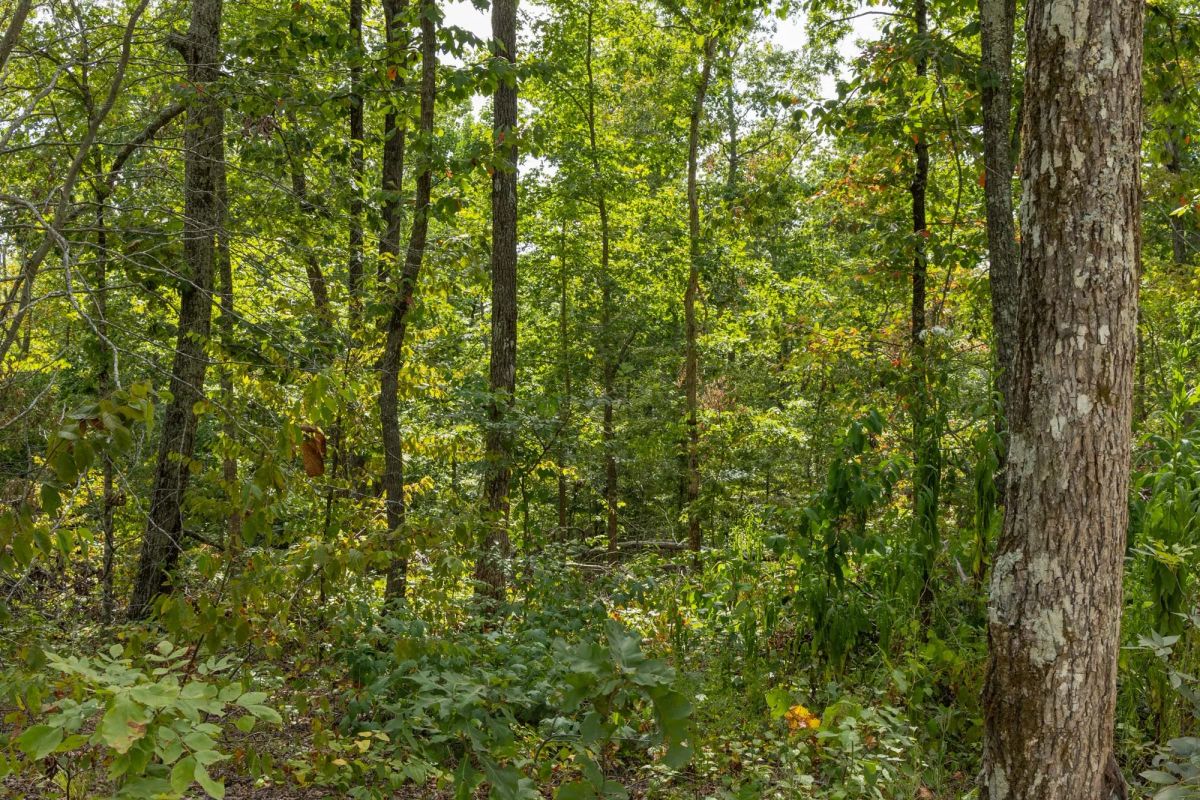 Decorative background for Big White Oak Tract 71 image 5