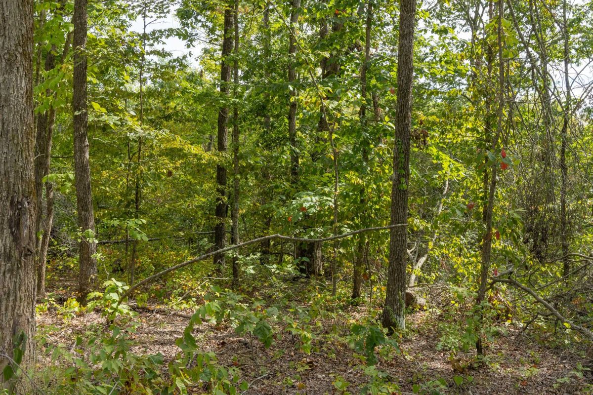 Decorative background for Big White Oak Tract 71 image 6