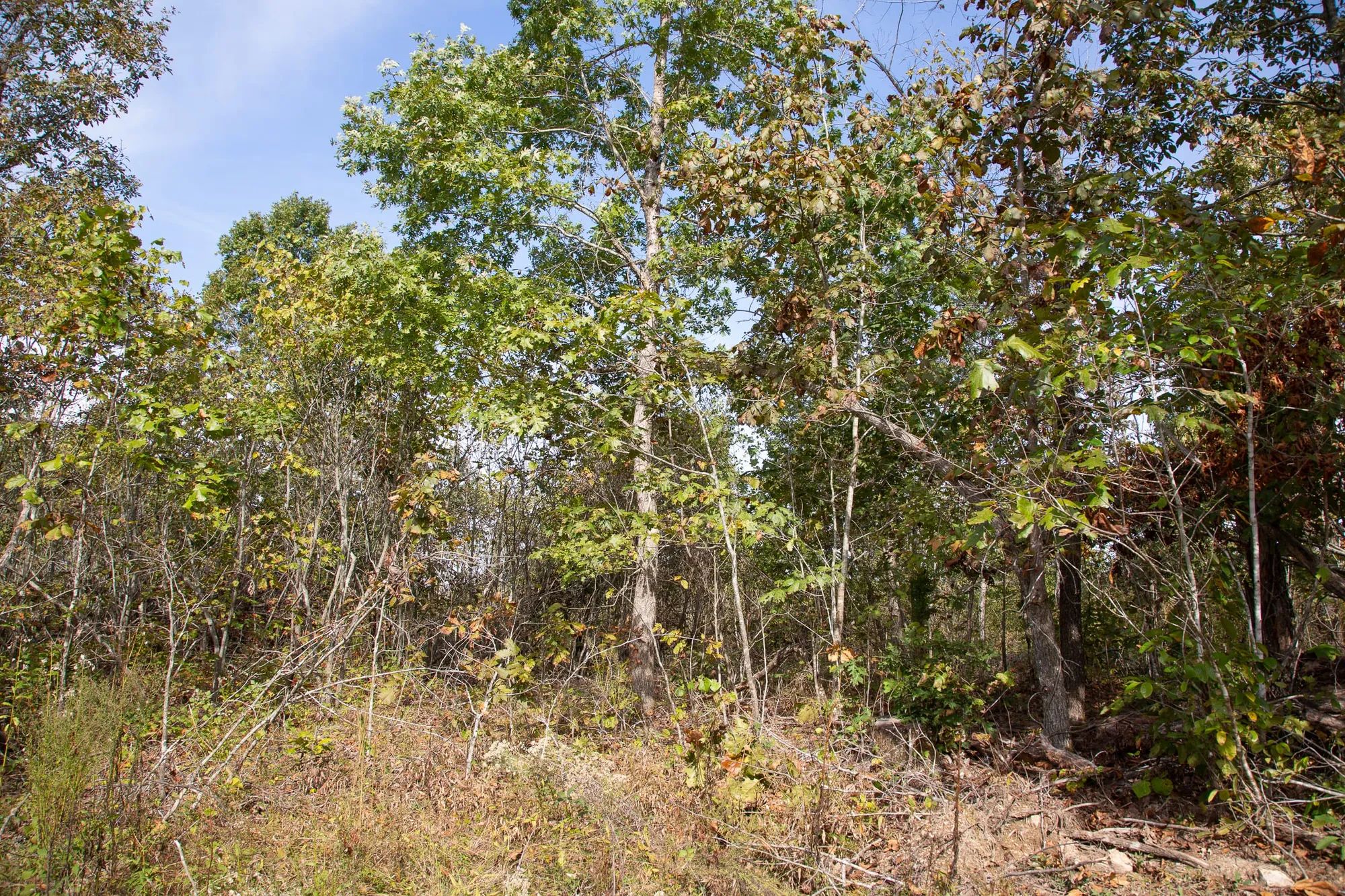 Borgmann’s Hollow Phase IV Tract 133 in Shannon County, MO