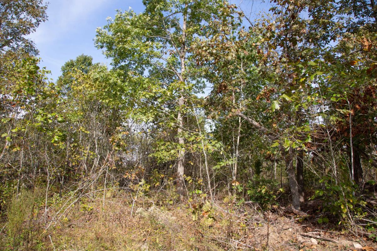 Borgmann’s Hollow Phase IV Tract 133 - Image 3