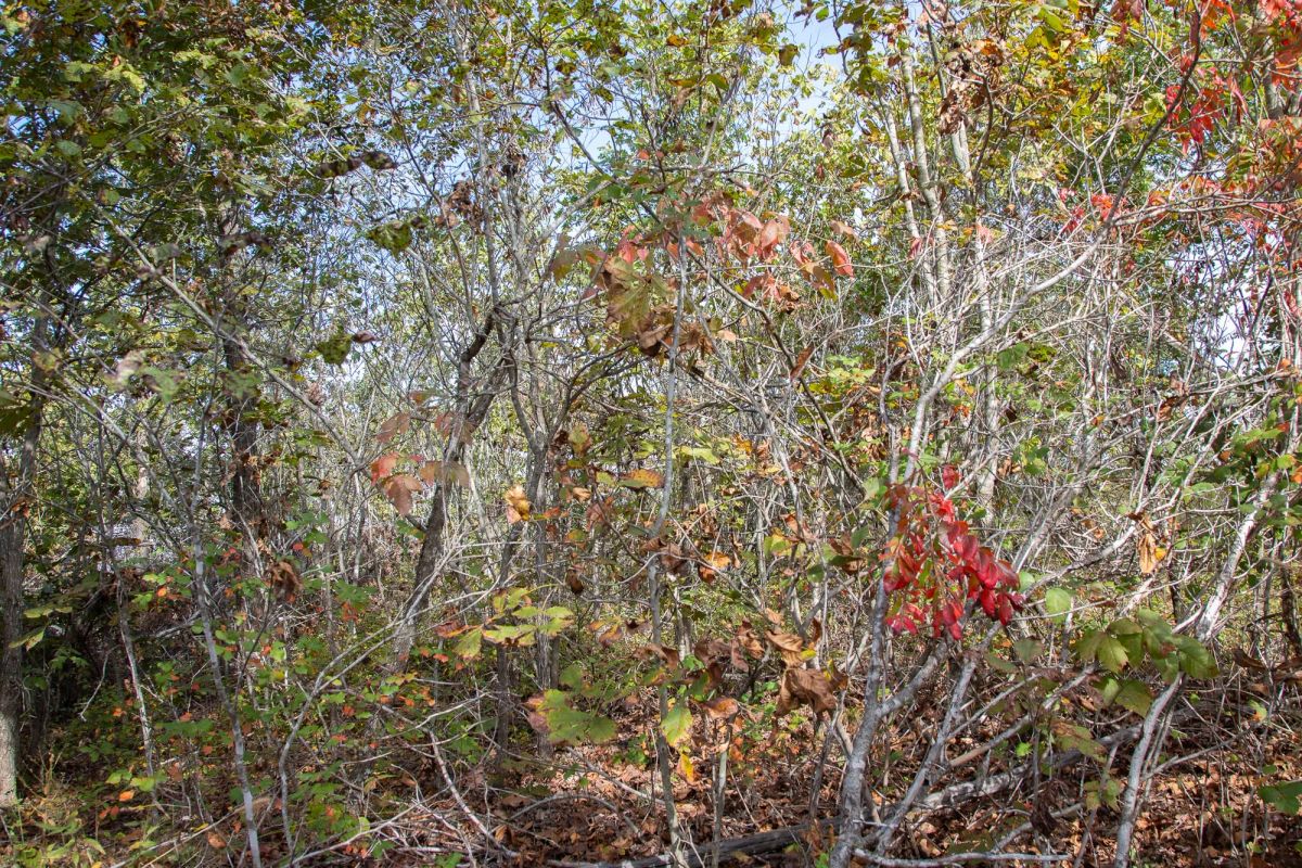 Borgmann’s Hollow Phase IV Tract 133 - Image 4