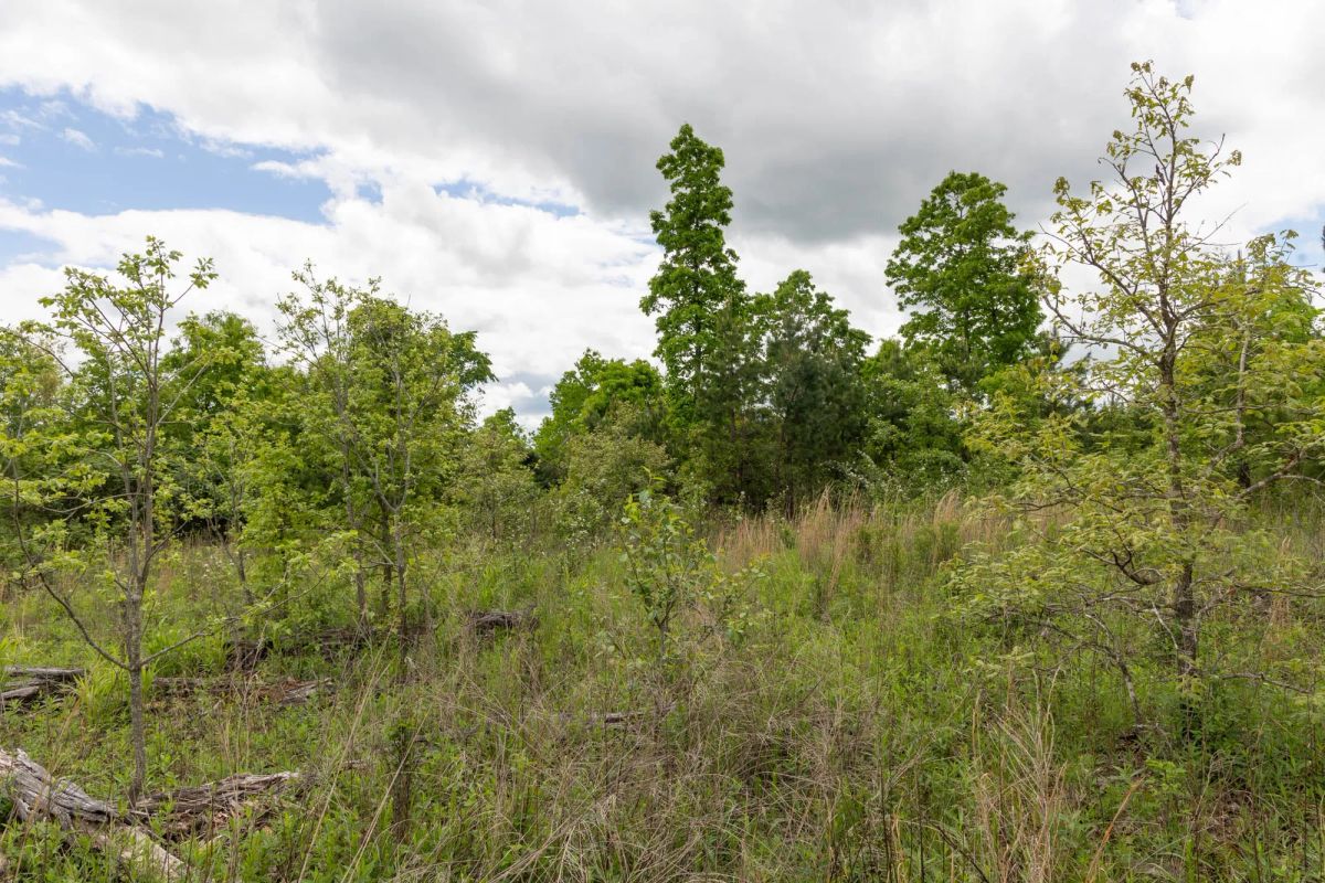 Decorative background for Sleepy Hollow Phase II Tract 96 image 9