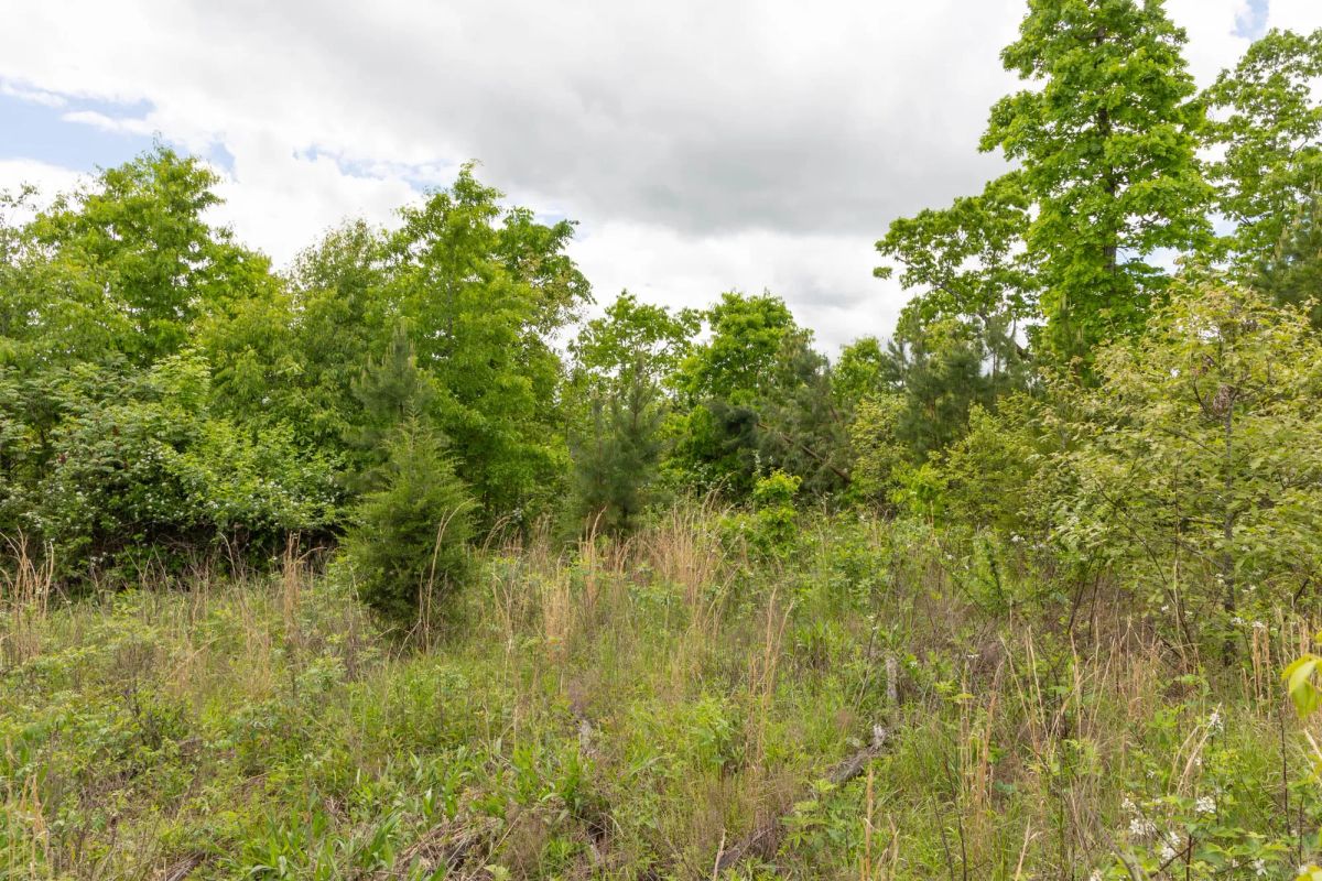 Decorative background for Sleepy Hollow Phase II Tract 96 image 13