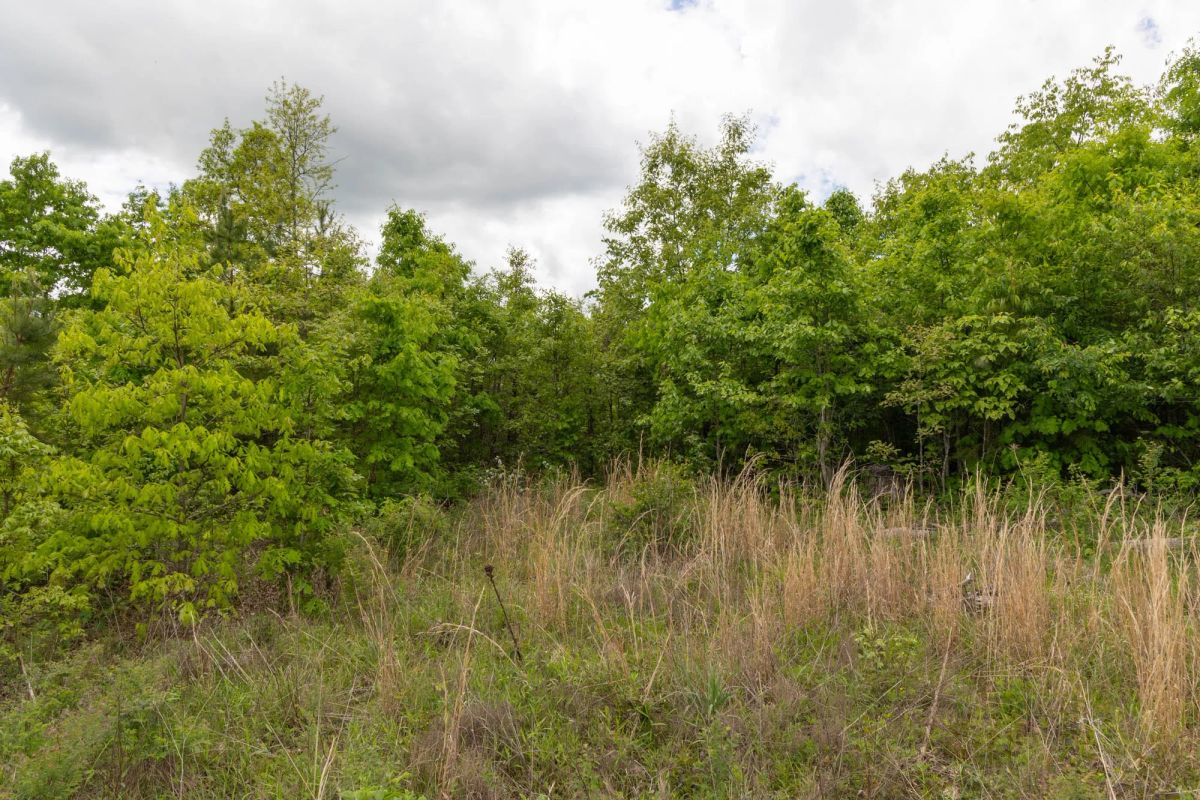 Decorative background for Sleepy Hollow Phase II Tract 96 image 14