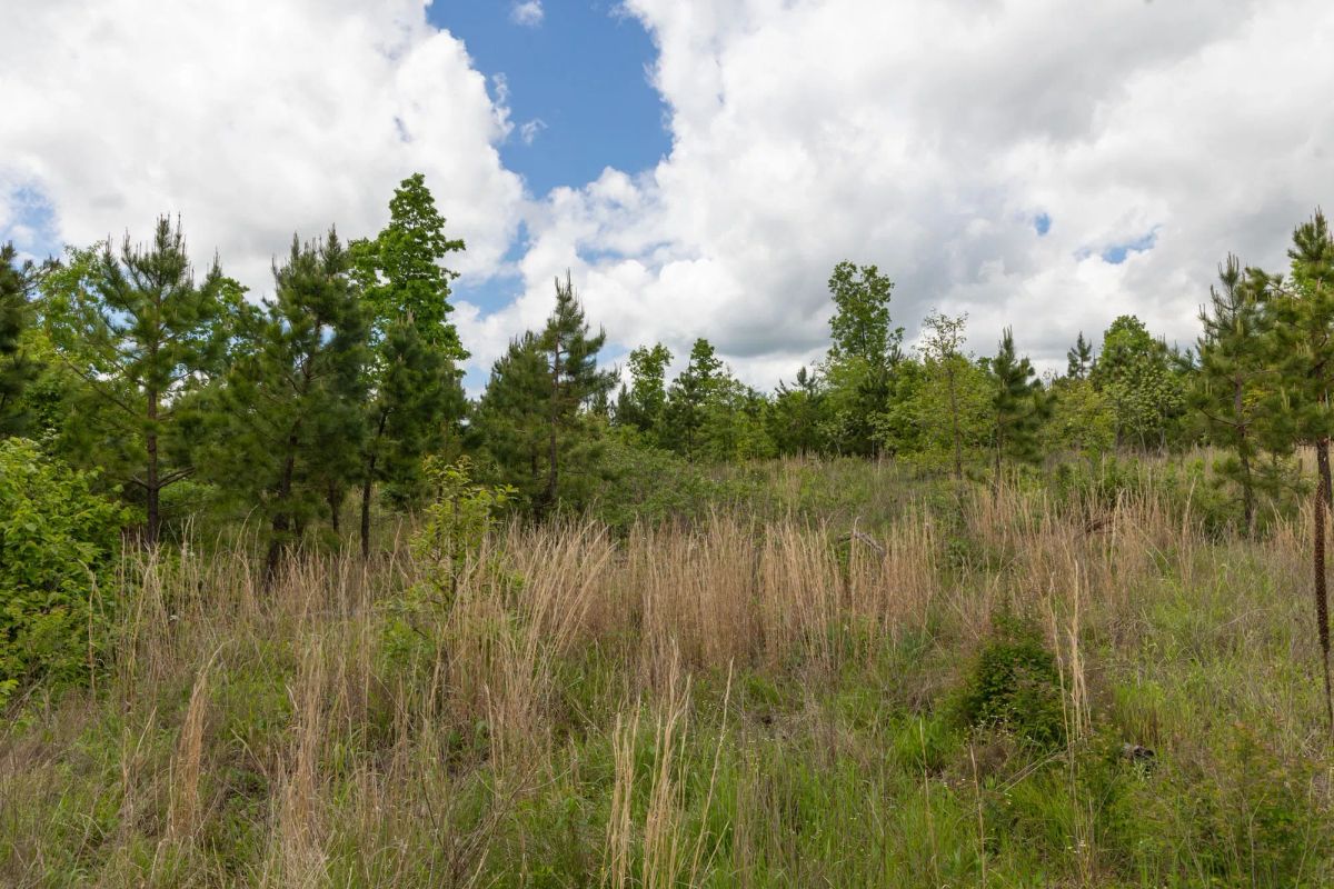 Decorative background for Sleepy Hollow Phase II Tract 96 image 15