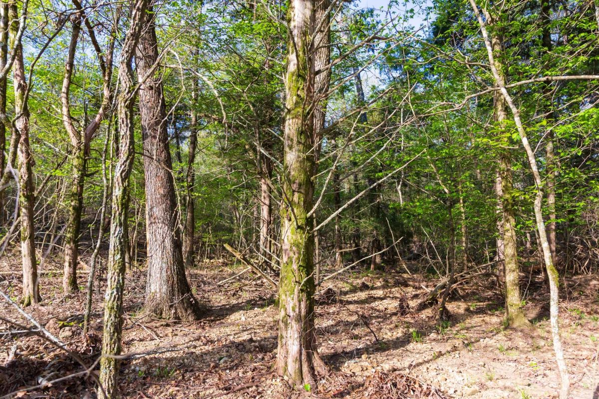 Autumnwood Tract 17 - Image 2