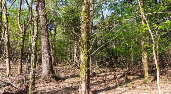Autumnwood Tract 17 in Fulton County, AR