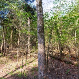Autumnwood Tract 17 in Fulton County, AR