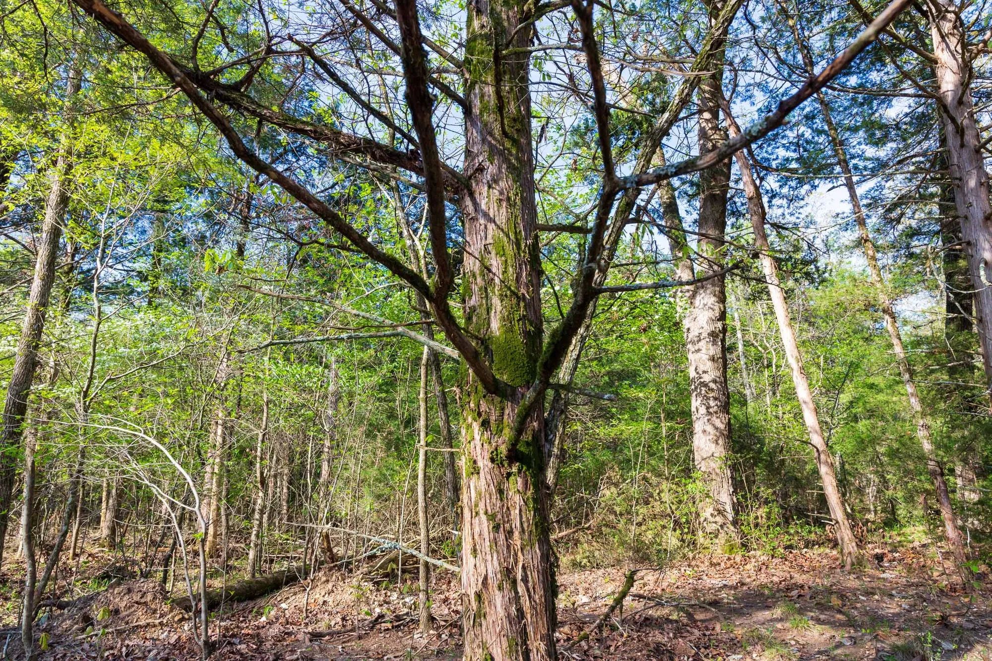 Autumnwood Tract 17 in Fulton County, AR