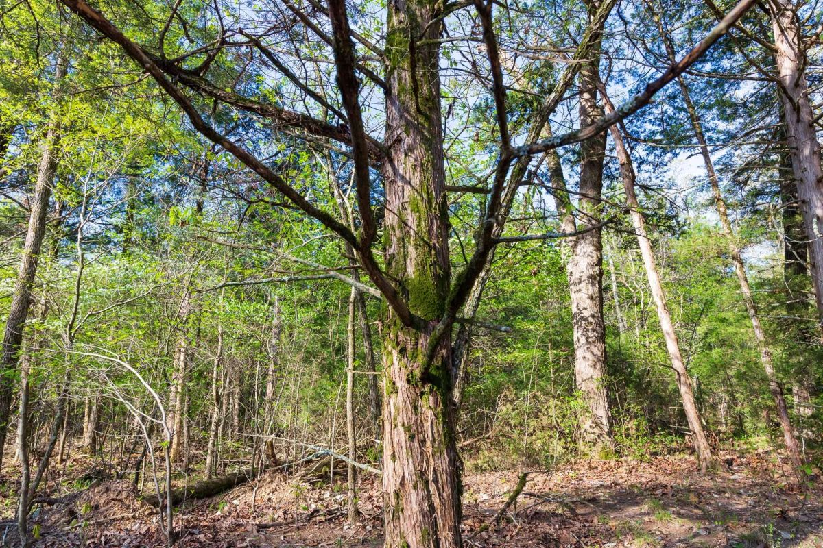 Autumnwood Tract 17 - Image 4