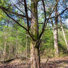 Autumnwood Tract 17 in Fulton County, AR