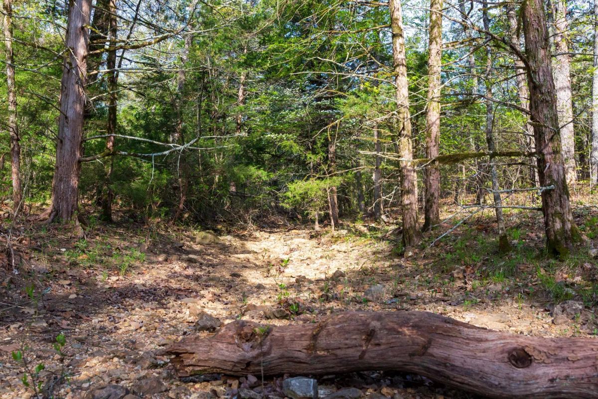 Decorative background for Autumnwood Tract 17 image 5