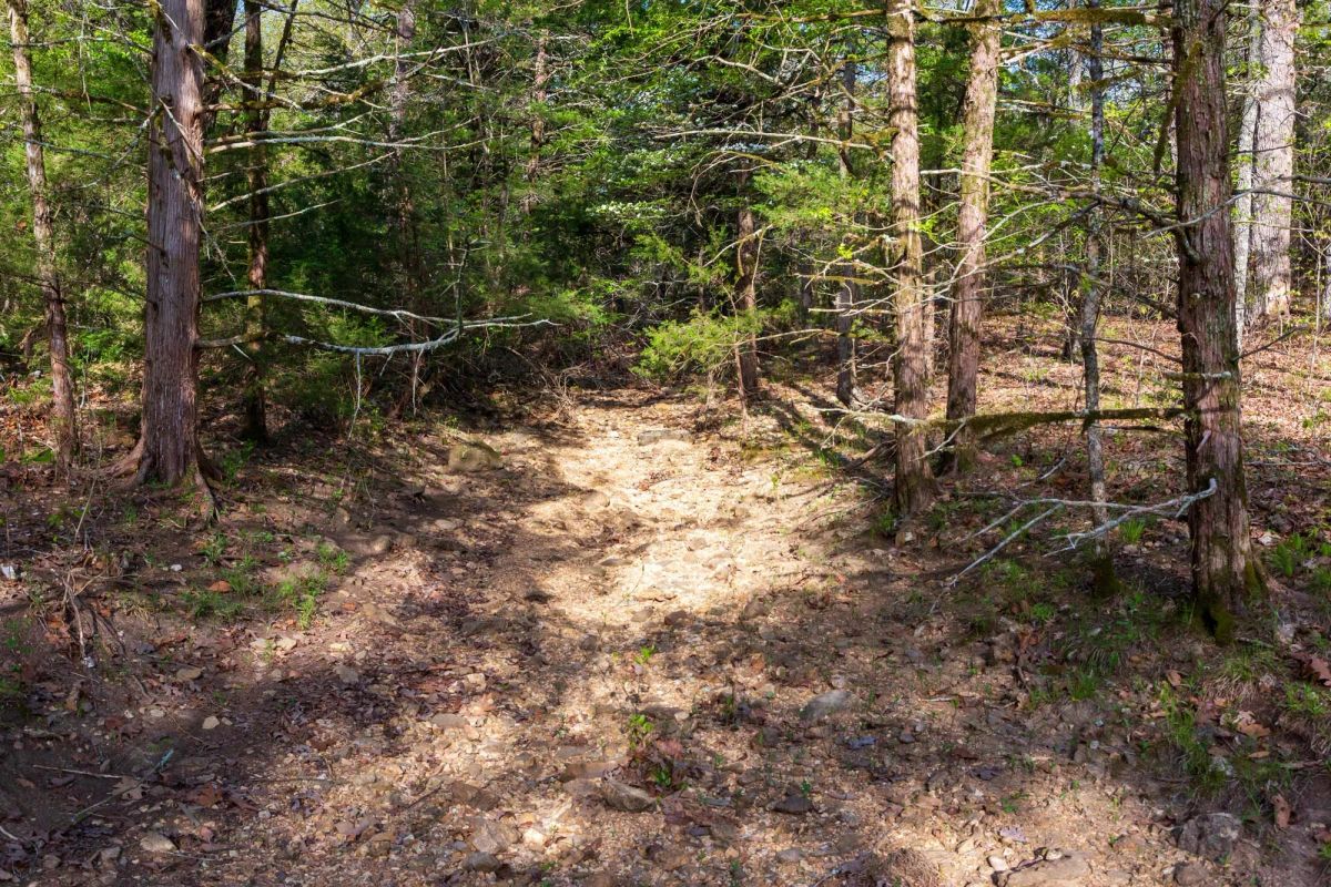 Decorative background for Autumnwood Tract 17 image 6