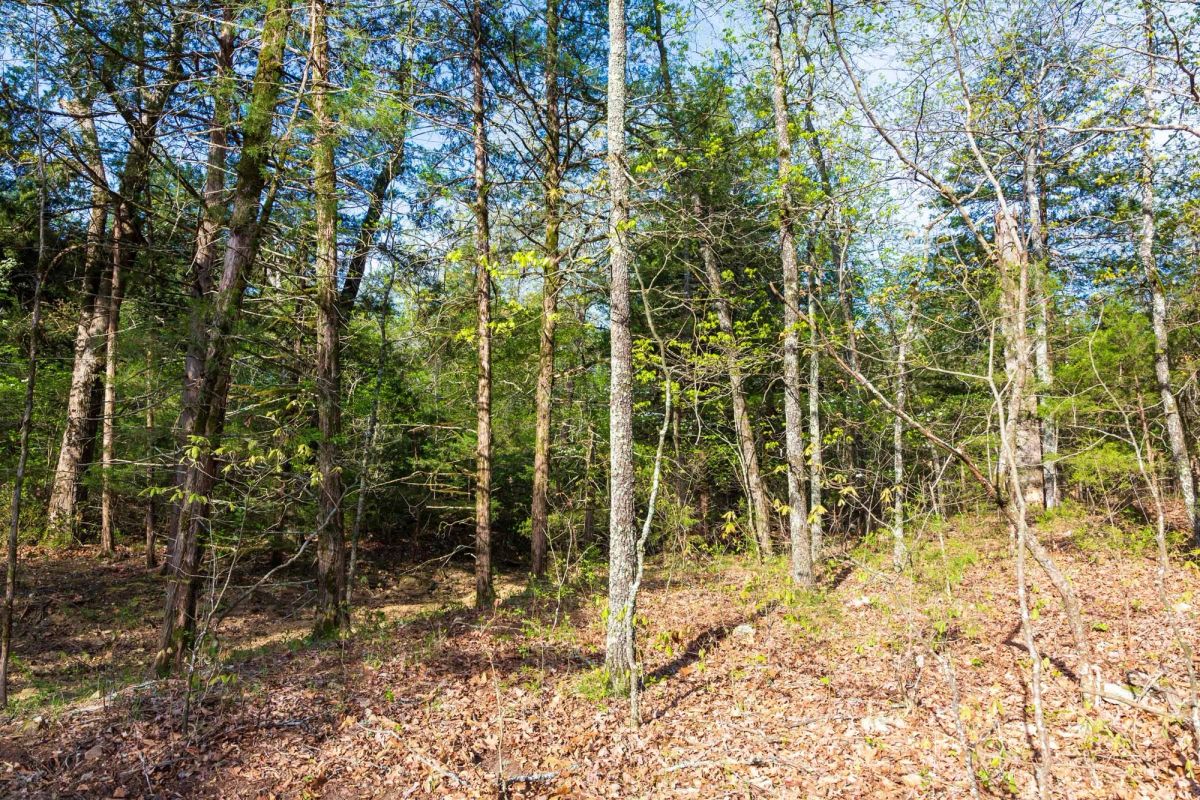 Decorative background for Autumnwood Tract 17 image 7