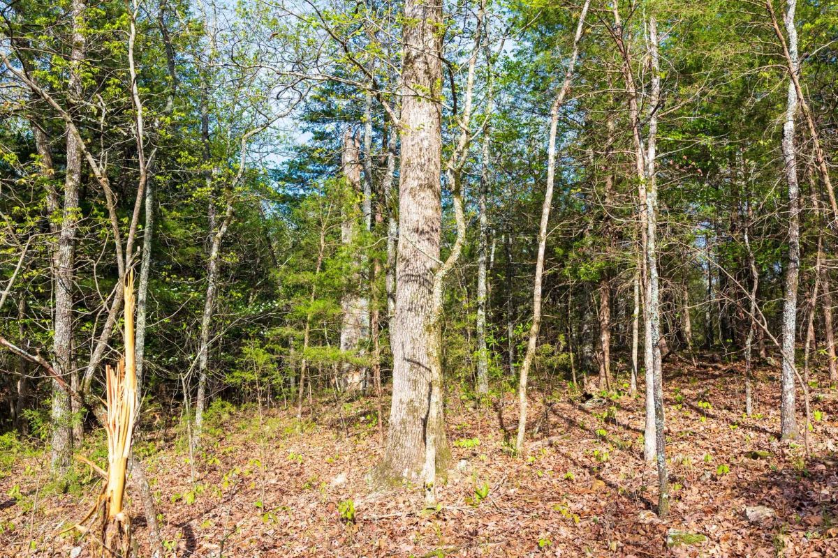 Decorative background for Autumnwood Tract 17 image 8