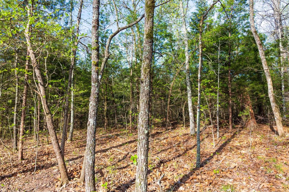 Decorative background for Autumnwood Tract 17 image 9