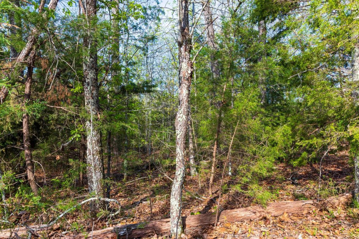 Decorative background for Autumnwood Tract 17 image 10
