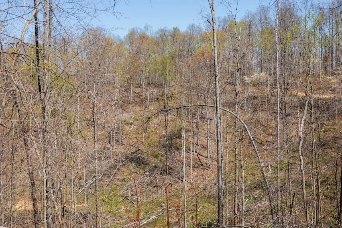 Decorative background for Creek Hollow Phase I Tract 44 image 5