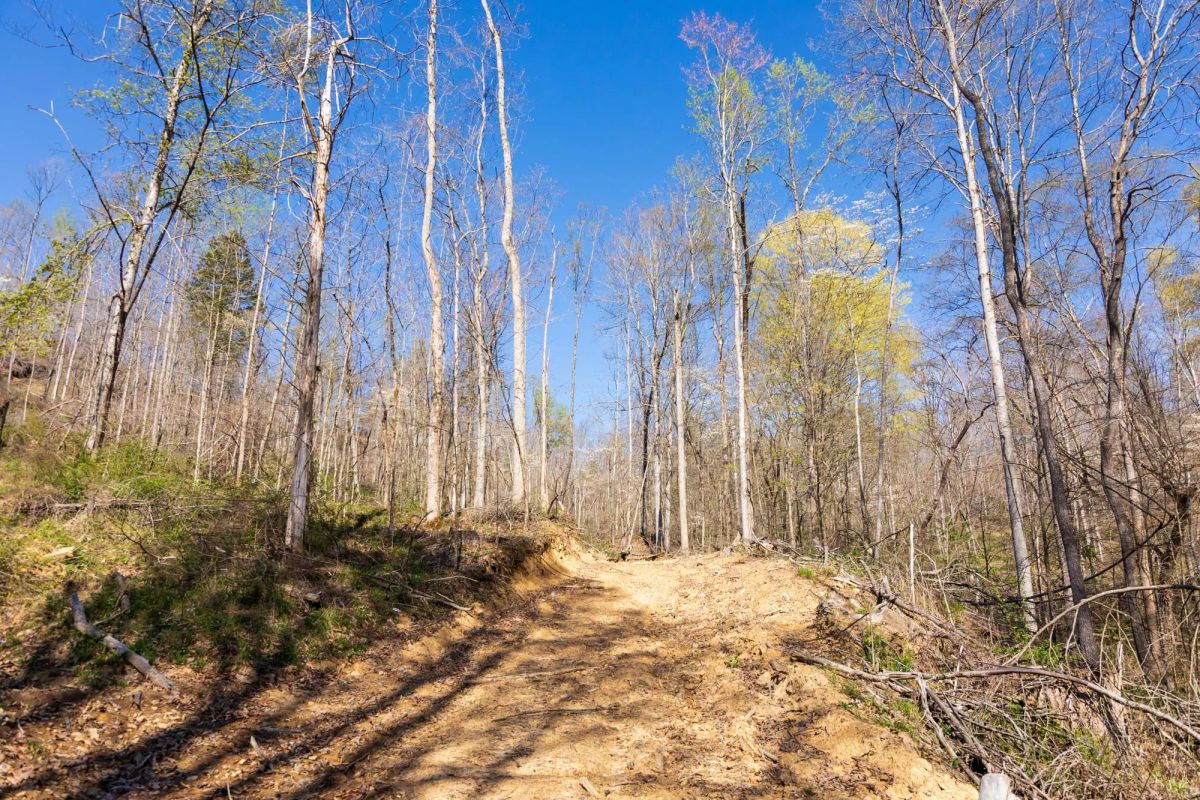 Decorative background for Creek Hollow Phase I Tract 44 image 6